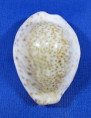 Erosaria turdus winckworthi
